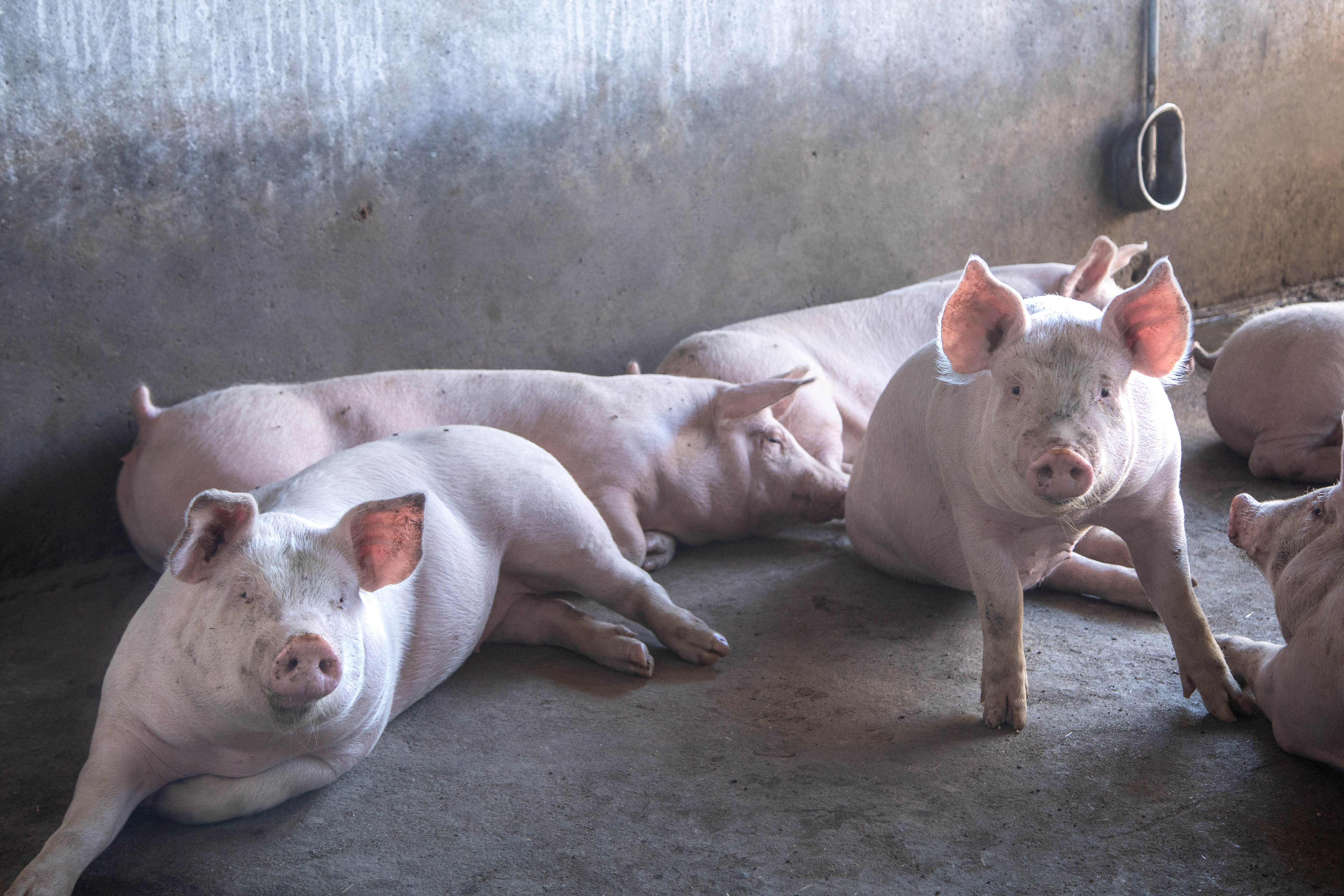 KIỂM SOÁT HỘI CHỨNG LỨA 2 ĐỂ NÂNG CAO NĂNG SUẤT SINH SẢN (PHẦN 1)